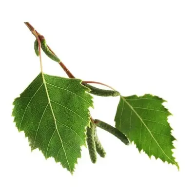 BREZA LIST