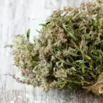 MAJČINA DUŠICA, HERBA