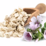 ŠLJEZ BIJELI KORIJEN