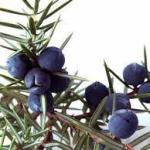 SMREKINA (KLEKINA) BOBA